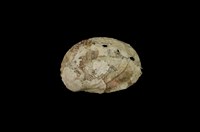 藏品(瘤鮑螺)的圖片